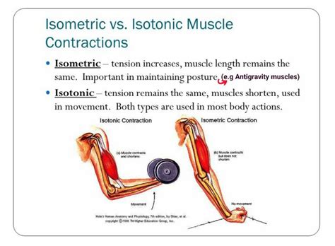 Isometric vs Isotonic muscle contraction... | Physiology, Isometric