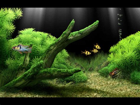49 Free Fish Tank Wallpaper Animated On Wallpapersafari