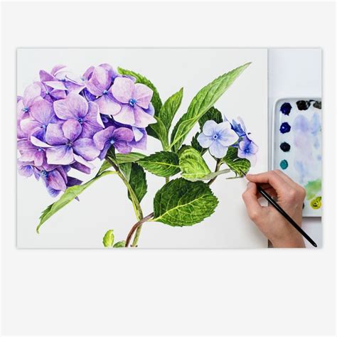How To Paint Hydrangea Flowers In Watercolour Anna Mason Art