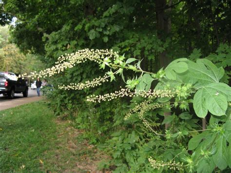 Friesner Herbarium Blog About Indiana Plants Timely Seasonal Information On Wild Plants