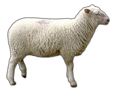 Farm Animals Sheep Learn About Sheep Sheep Lessons Sheep
