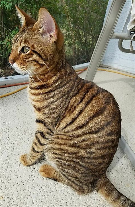 Large Striped Cat Breeds Pets Lovers