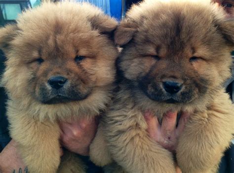 Giống chó chow chow, hay chó gấu, hiện đang rất được yêu thích ở việt nam. Beautiful CHOW CHOW boys | Knutsford, Cheshire | Pets4Homes