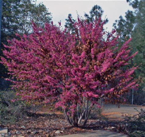 Most celebrated for their fall foliage, red maples are actually quite attractive in all seasons. California April 2008 Part I