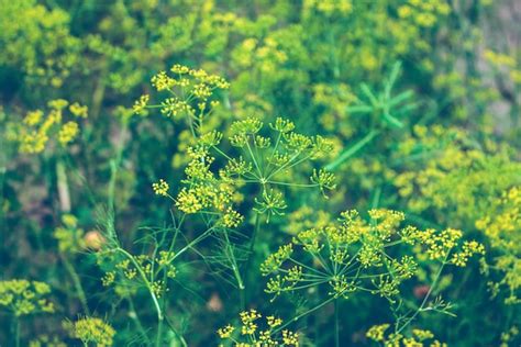 the power of herbs part i dill health benefits the alternative workspace