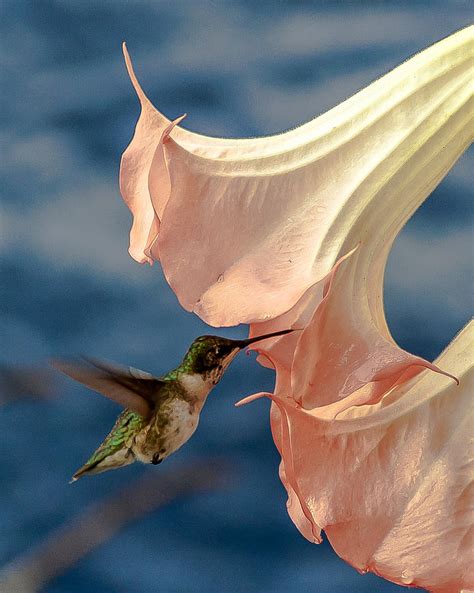 Hummingbird And Trumpet Flower Photograph By Charles Moore Pixels