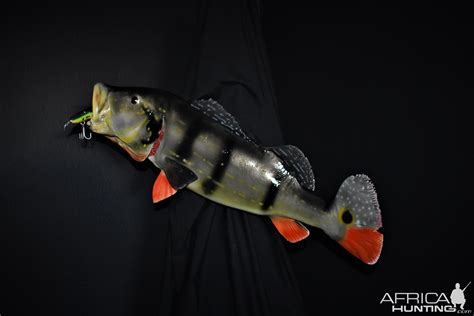 Peacock Bass Full Mount Taxidermy