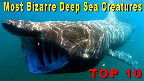 Top 10 Most Bizarre Deep Sea Creatures