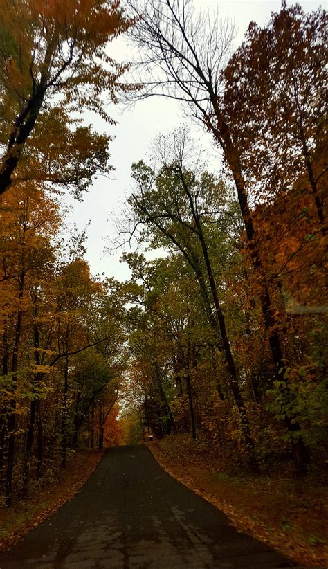 Back Road Fakl Autumn Fall Kentucky Ky Leaves Orange Outdoors