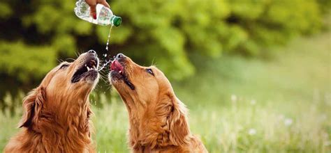 How To Get Your Dog To Drink More Water Mypetzilla