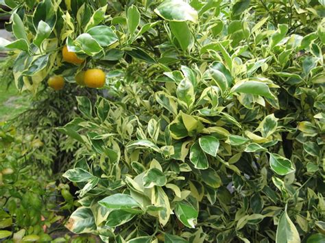 Dwarf Citrus Plants How To Grow And Care For Miniature Orange Trees