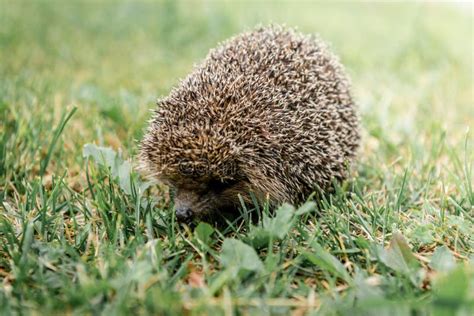 Young Hedgehog In Natural Habitat Stock Image Image Of Outdoors