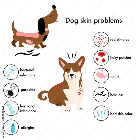 Dog Skin Problemsdiseaseinfographic Icons With Different Symptoms And