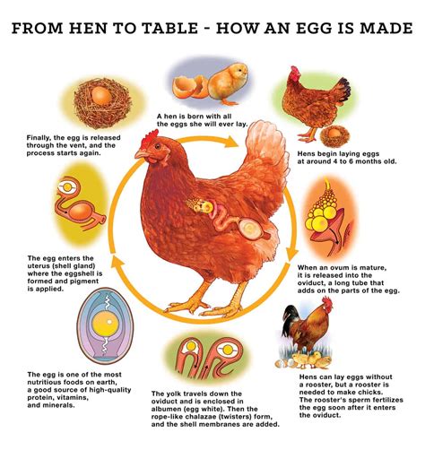 Chicken Laying Egg