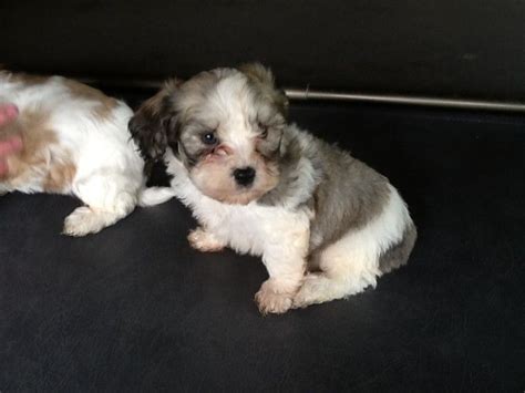 We apologize to the many of you whom we have been unable to assist, as we have had to limit our pups to repeat. Cavachon Puppies For Sale | New York, NY #248079 | Petzlover