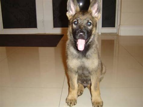German shepherds are considered one of the smartest dogs among all popular breeds. CZECH WORKING LINE GERMAN SHEPHERD PUPPIES for Sale in ...