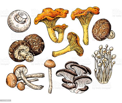 Mushroom Hand Drawn Vector Illustration Sketch Food Drawing Stock 