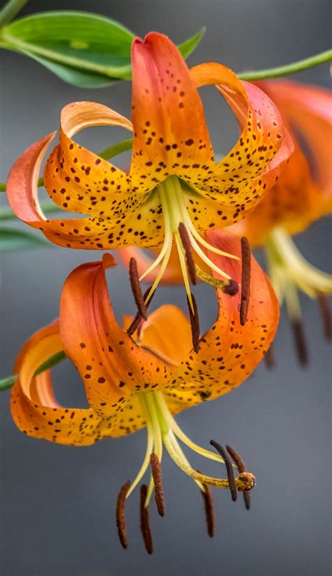 Adjunct membership is for researchers employed by other institutions who collaborate with idm members to the extent that some of their own staff and/or postgraduate students may work within the idm; Turk's Cap Lily (Lilium superbum) | Rare flowers, Bulb ...