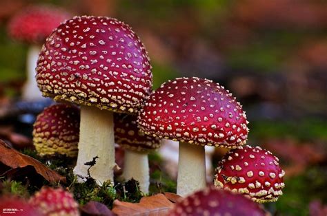 Amanitas Amazing Nature Lichen Moss Mushroom Pictures Slime Mould Mushroom Fungi Life Form