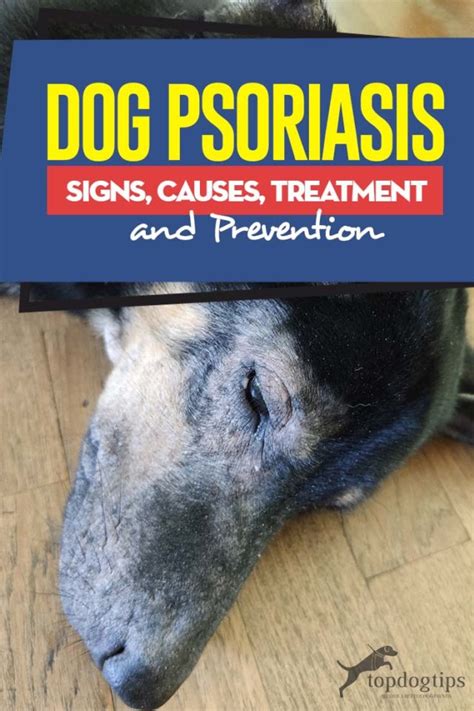 Dog Psoriasis Symptoms Causes Treatment And Prevention