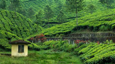 Tea Plantation 4k Ultra Hd Wallpaper Background Image 3840x2160