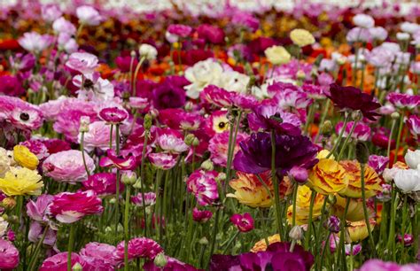 Flower Fields Free Stock Photo Public Domain Pictures