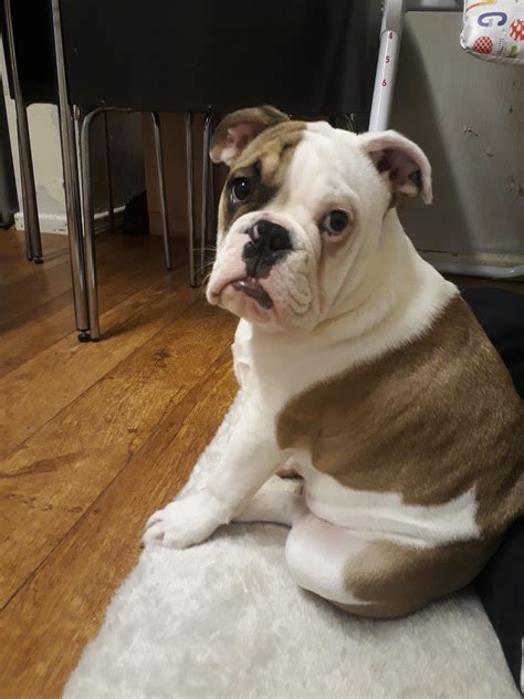 French bulldogs are smaller than the english and american ones, therefore their dietary needs vary. This is my 20 week old boy Busby. Is he an olde english ...