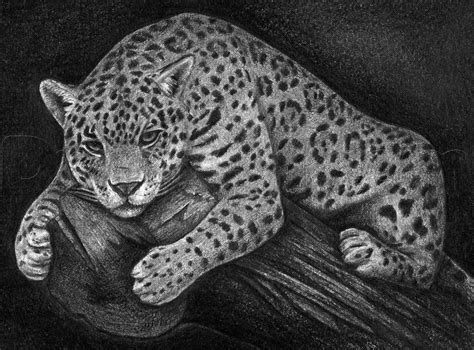 Jaguar Drawing Skill