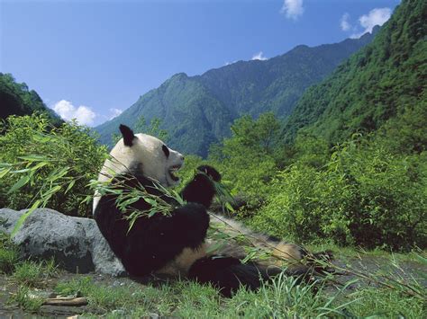 Wallpaper Landscape Animals Grass Sky Wildlife National Park