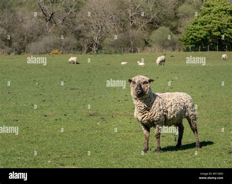 Cross Breed Sheep Hi Res Stock Photography And Images Alamy