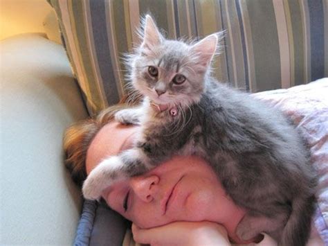 16 Cats Who Dont Understand The Concept Of Personal Space Aunty Acid
