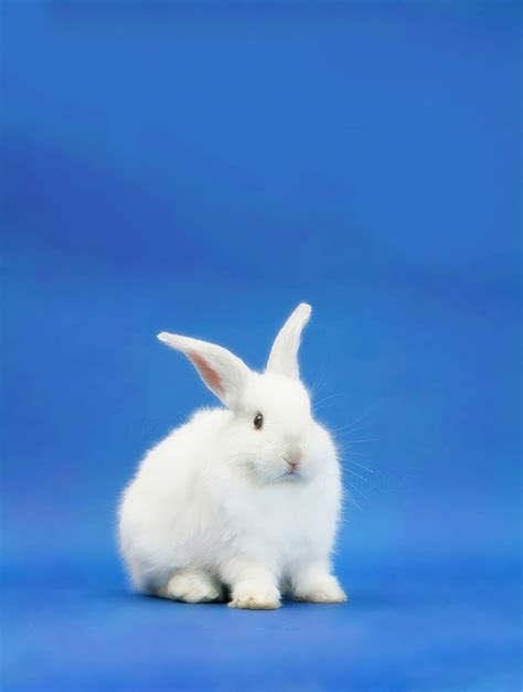 Rabbit Bunny Rabbits Hd Mobile Wallpaper Peakpx