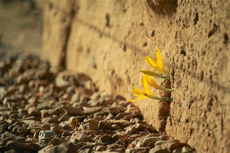 Life Finds A Way 25 Plants That Just Wont Give Up
