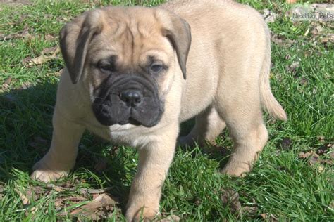 Healthy brindle pup, blaze, at 5 weeks and 10 weeks old blaze is 11.5 years old now (april 2018) and still takes her daily walks and keeps my daughter and her family safe. Bullmastiff puppy for sale near Shreveport, Louisiana ...