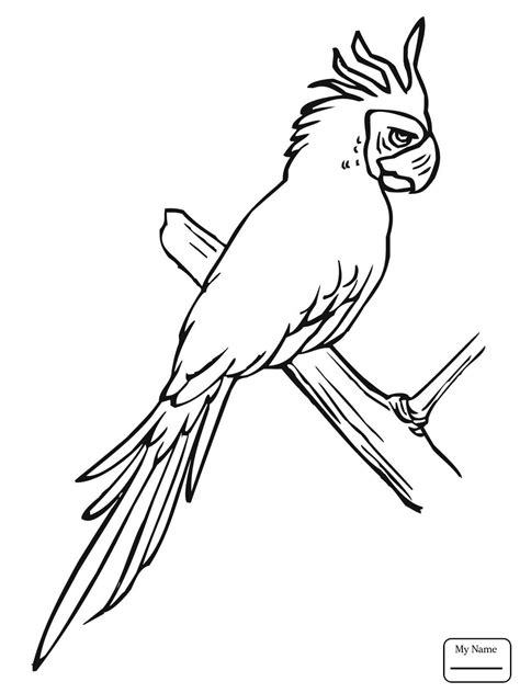 Macaw Drawing at GetDrawings | Free download