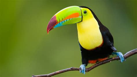 They live in the dense tropical rainforests of the islands of borneo and sumatra. 10 Amazing Tropical Rainforest Animals