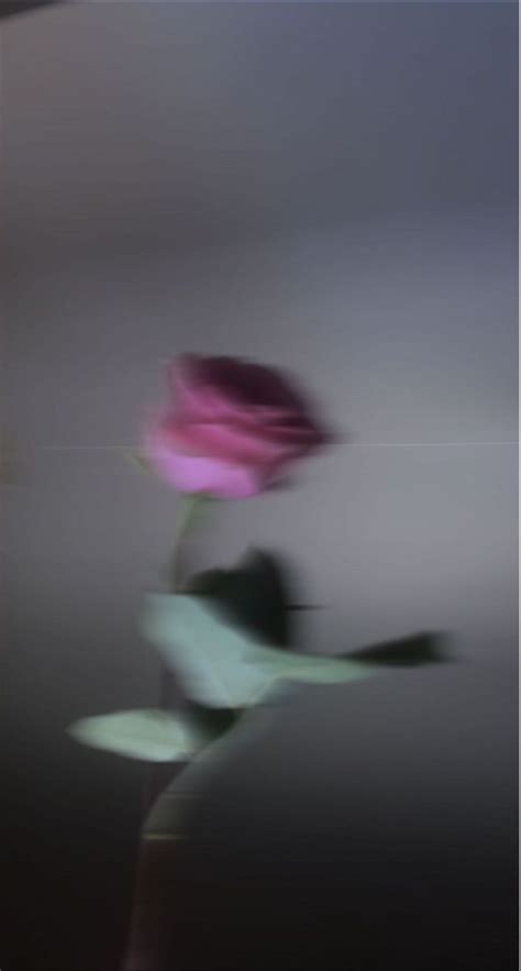 Blurry Aesthetic— Pink Rose Blurry Blur Picture Blurry Pictures