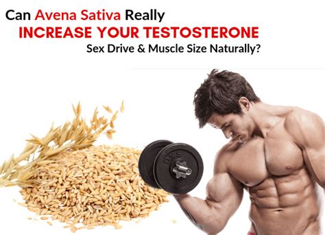 Can Avena Sativa Really Increase Your Testosterone Sex Drive And Muscle Size Naturally