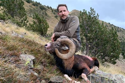 Iberian Mouflon Sheep Trophy Hunting Spain