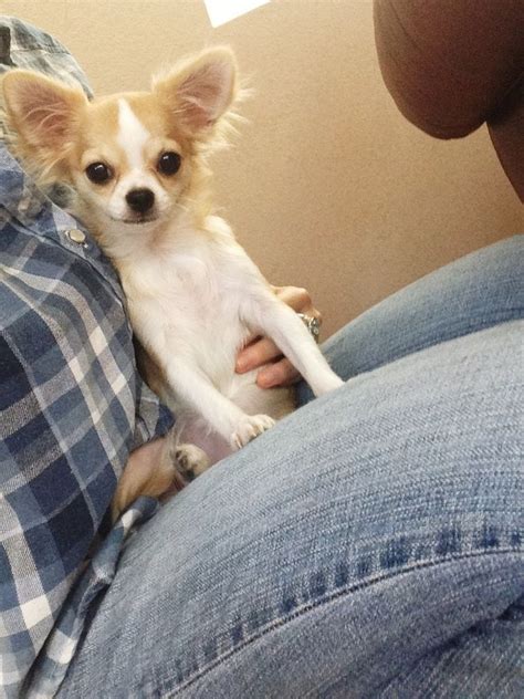 Adorable 5 Month Old Apple Head Chihuahua