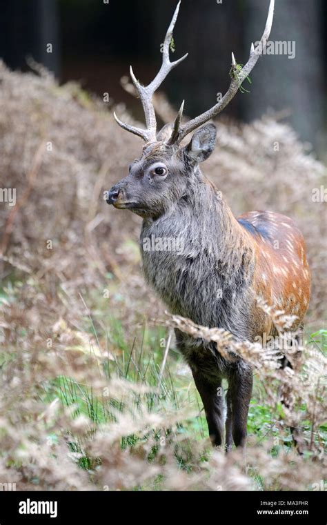 Sika Deer In A Forest Cervus Nippon Stock Photo Alamy