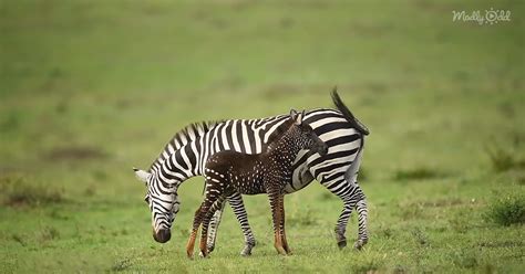 The cause of the breakup of the family can only be the death of the leader or the expulsion of his younger challenger. Baby Zebra Found With Spots Where There Should Be Stripes