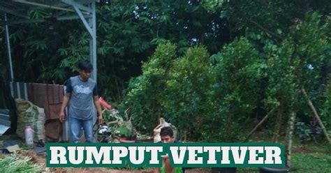Jual aneka rumput taman dan benih biji rumput , dan rumput sintetis murah , grass seed , kentucky blue akar dari rumput vetiver sering digunakan untuk bahan pokok pembuatan minyak kasturi. JUAL RUMPUT VETIVER / AKAR WANGI, 500/Bibit 7.500/Kg Harga ...