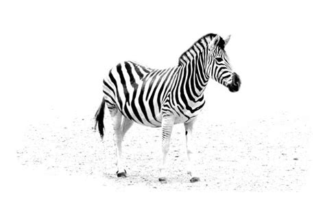 Best Zebra Stripes Stock Photos Pictures And Royalty Free Images Istock