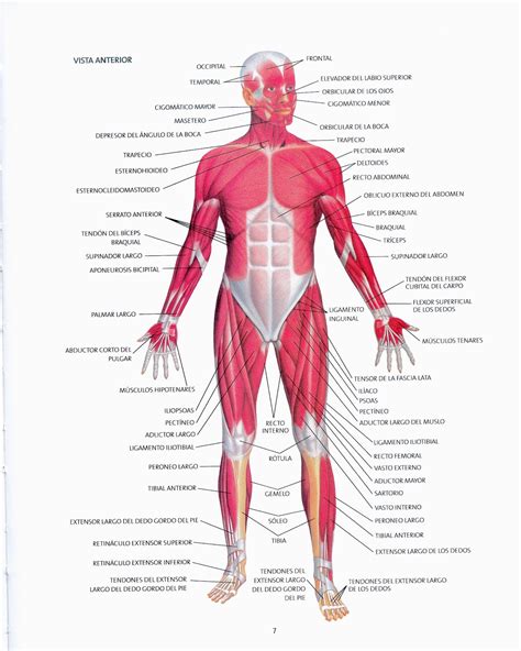 M Sculos Del Cuerpo Humano Tipos Nombres Y Funciones The Best Porn Website