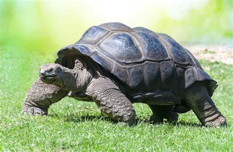 Whats The Difference Between Turtles And Tortoises
