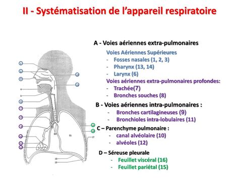 Voies Aériennes Supérieures Schéma Anatomie Des Voies Aériennes Supérieures