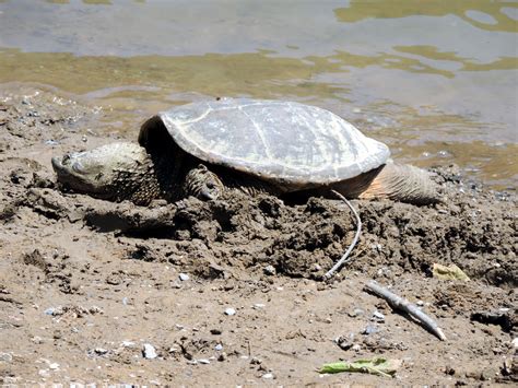 Snapping Turtle Free Stock Photo Public Domain Pictures