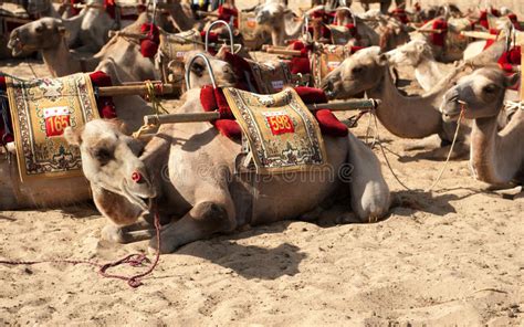 Lil & janet, stubborn camels lil & janet camel riding owen & janet atop mingsha mountain edmund hillary (janet) conquers mingsha mountain the crescent moon lake, oasis. Camels, Dunhuang,China stock photo. Image of sand ...