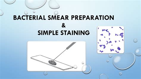 Bacterial Smear Preparation And Simple Staining Youtube